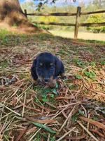 Sky/AKC, a female Miniature Dachshund for sale in Mount Airy, NC – 5 of 9
