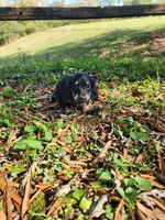 Cloudy/AKC, a female Miniature Dachshund for sale in Mount Airy, NC – 10 of 10