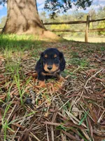 Rusty/AKC, a male Miniature Dachshund for sale in Mount Airy, NC – 9 of 9