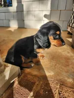 Sky, a female Miniature Dachshund for sale in Mount Airy, NC – 2 of 5