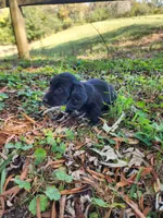 Mudd/AKC, a male Miniature Dachshund for sale in Mount Airy, NC – 9 of 10
