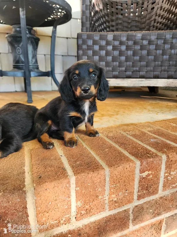 Sky/AKC – Miniature Dachshund puppy for sale in Mount Airy, NC