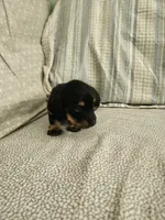 Cloudy, a female Miniature Dachshund for sale in Mount Airy, NC – 2 of 4
