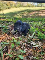 Mudd/AKC, a male Miniature Dachshund for sale in Mount Airy, NC – 2 of 10