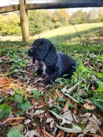 Mudd/AKC, a male Miniature Dachshund for sale in Mount Airy, NC – 4 of 10