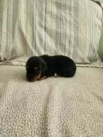 Misty, a female Miniature Dachshund for sale in Mount Airy, NC – 2 of 4
