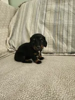 Sky, a female Miniature Dachshund for sale in Mount Airy, NC – 3 of 4