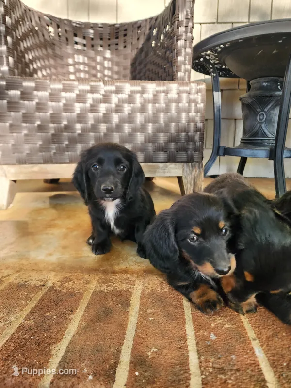 Mudd/AKC – Miniature Dachshund puppy for sale in Mount Airy, NC