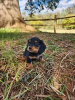 Rusty/AKC, a male Miniature Dachshund for sale in Mount Airy, NC – 8 of 9