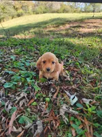 Dusty/AKC, a male Miniature Dachshund for sale in Mount Airy, NC – 5 of 10