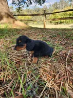 Rusty/AKC, a male Miniature Dachshund for sale in Mount Airy, NC – 4 of 9