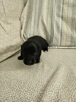 Mudd, a male Miniature Dachshund for sale in Mount Airy, NC – 4 of 4