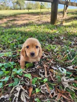 Dusty/AKC, a male Miniature Dachshund for sale in Mount Airy, NC – 9 of 10