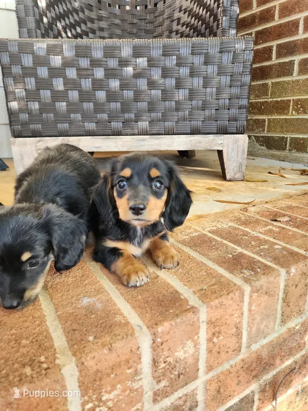 Sky – Miniature Dachshund puppy for sale in Mount Airy, NC