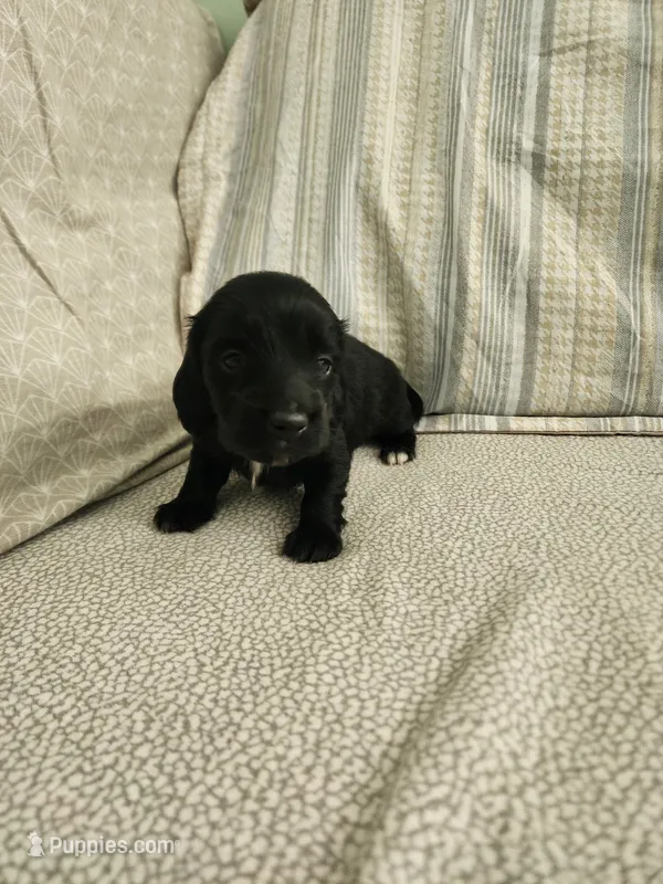 Mudd – Miniature Dachshund puppy for sale in Mount Airy, NC