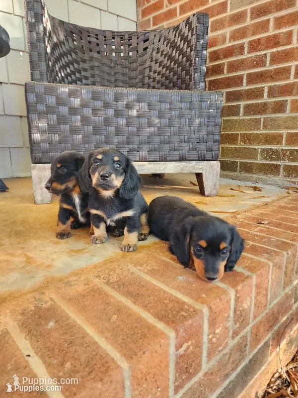 Cloudy/AKC – Miniature Dachshund puppy for sale in Mount Airy, NC