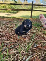Cloudy/AKC, a female Miniature Dachshund for sale in Mount Airy, NC – 8 of 10