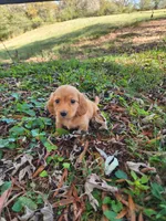 Dusty/AKC, a male Miniature Dachshund for sale in Mount Airy, NC – 4 of 10