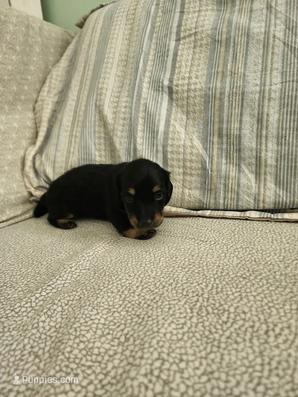 Cloudy – Miniature Dachshund puppy for sale in Mount Airy, NC