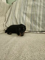 Cloudy, a female Miniature Dachshund for sale in Mount Airy, NC – 1 of 4