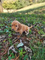 Dusty/AKC, a male Miniature Dachshund for sale in Mount Airy, NC – 7 of 10