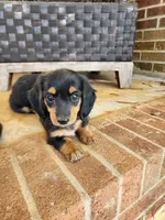 Sky, a female Miniature Dachshund for sale in Mount Airy, NC – 4 of 5