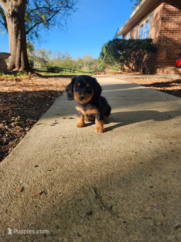 Rusty/AKC – Miniature Dachshund puppy for sale in Mount Airy, NC