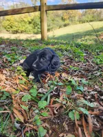 Mudd/AKC, a male Miniature Dachshund for sale in Mount Airy, NC – 6 of 10