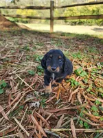 Sky/AKC, a female Miniature Dachshund for sale in Mount Airy, NC – 1 of 9