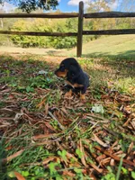Misty/AKC, a female Miniature Dachshund for sale in Mount Airy, NC – 2 of 8