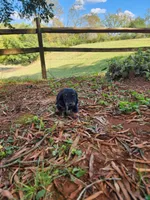 Sky/AKC, a female Miniature Dachshund for sale in Mount Airy, NC – 2 of 9