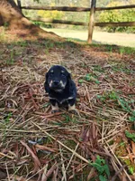 Cloudy/AKC, a female Miniature Dachshund for sale in Mount Airy, NC – 5 of 10