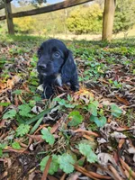 Mudd/AKC, a male Miniature Dachshund for sale in Mount Airy, NC – 10 of 10