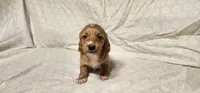 Carmel AKC, a female Miniature Dachshund for sale in Mount Airy, NC – Photo 6 of 7