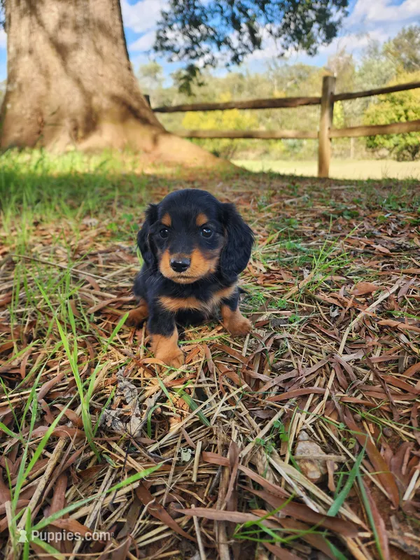Rusty – Miniature Dachshund puppy for sale in Mount Airy, NC