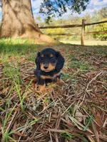 Rusty/AKC, a male Miniature Dachshund for sale in Mount Airy, NC – 1 of 9