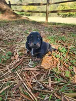 Sky/AKC, a female Miniature Dachshund for sale in Mount Airy, NC – 9 of 9