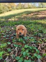 Dusty/AKC, a male Miniature Dachshund for sale in Mount Airy, NC – 8 of 10