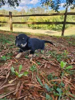 Cloudy/AKC, a female Miniature Dachshund for sale in Mount Airy, NC – 7 of 10
