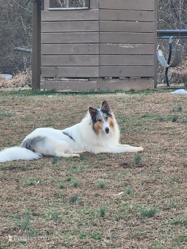 Maverick, a male Collie for sale in Mount Airy, NC – Photo 1 of 1