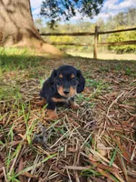 Rusty/AKC, a male Miniature Dachshund for sale in Mount Airy, NC – 6 of 9