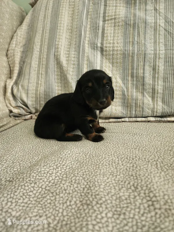 Sky – Miniature Dachshund puppy for sale in Mount Airy, NC