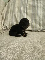 Sky, a female Miniature Dachshund for sale in Mount Airy, NC – 1 of 4