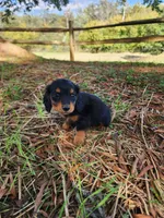 Rusty/AKC, a male Miniature Dachshund for sale in Mount Airy, NC – 2 of 9