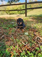 Misty/AKC, a female Miniature Dachshund for sale in Mount Airy, NC – 7 of 8
