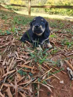 Cloudy/AKC, a female Miniature Dachshund for sale in Mount Airy, NC – 2 of 10