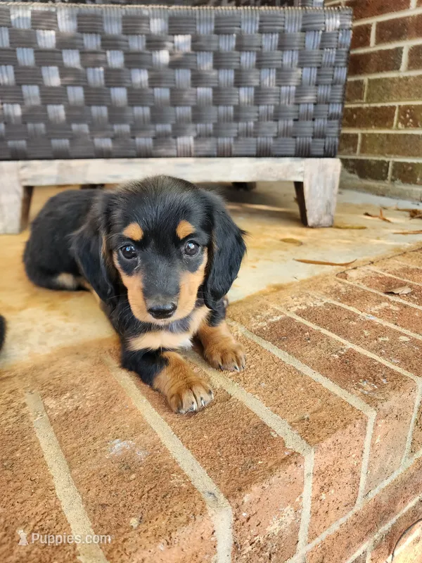 Misty/AKC – Miniature Dachshund puppy for sale in Mount Airy, NC
