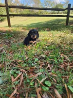 Misty/AKC, a female Miniature Dachshund for sale in Mount Airy, NC – 8 of 8