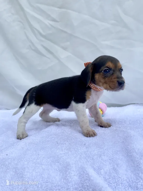 Tanya AKC – Beagle puppy for sale in Portland, TN