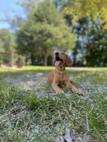 Skittles AKC red retriever, a female Golden Retriever for sale in Portland, TN – Photo 2 of 9